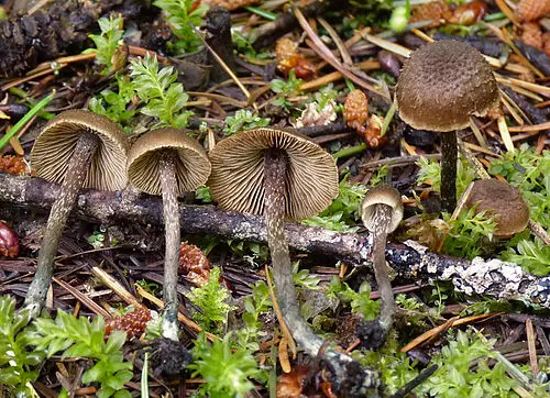 Greenfoot Fibrecap
