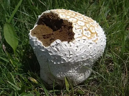Mosaic Puffball
