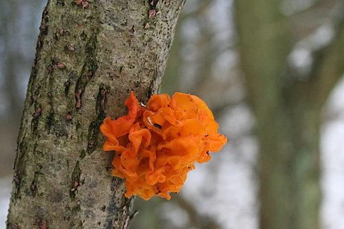 Witch's Butter
