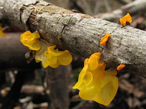 Another view of Witch's Butter