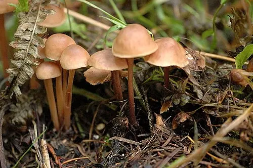 Clustered Toughshank Mushroom