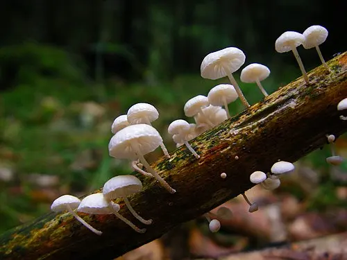 Another view of Twig Parachute