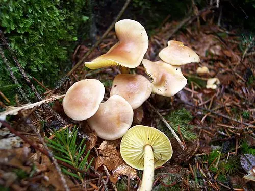 Wood Woollyfoot