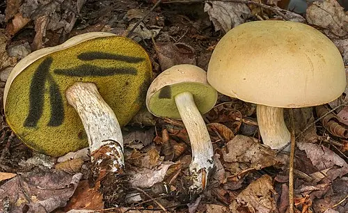 Pallid Bolete