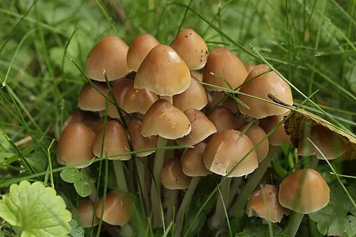 Clustered Brittlestem