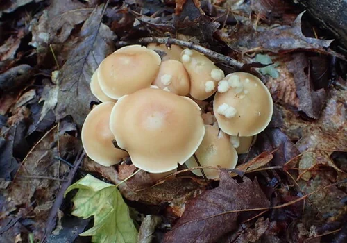 Another view of Collybia Jelly