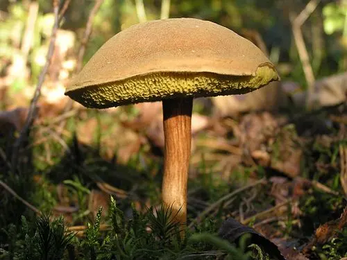 Suede Bolete
