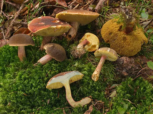 Another view of Matt Bolete
