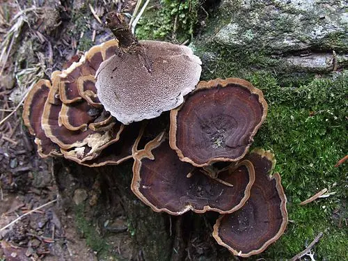 Another view of Tiger's Eye