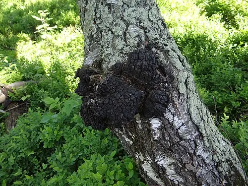 Chaga