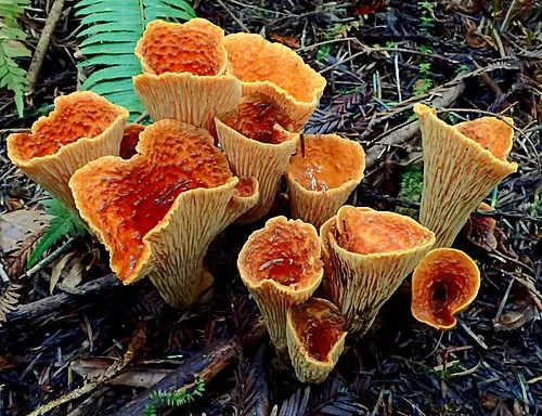 Scaly Chanterelle