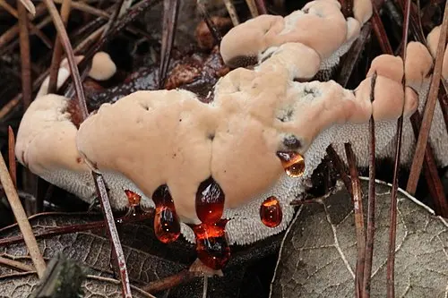 Another view of Mealy Tooth