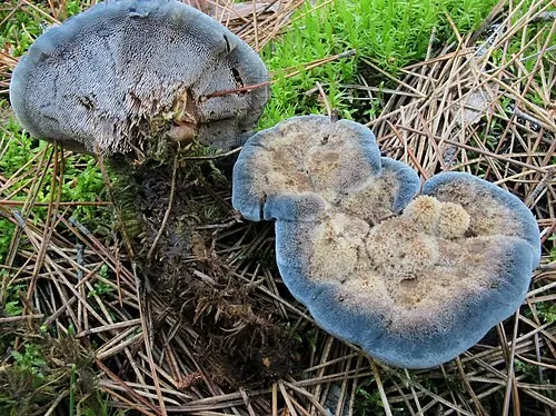 Another view of Blue Tooth