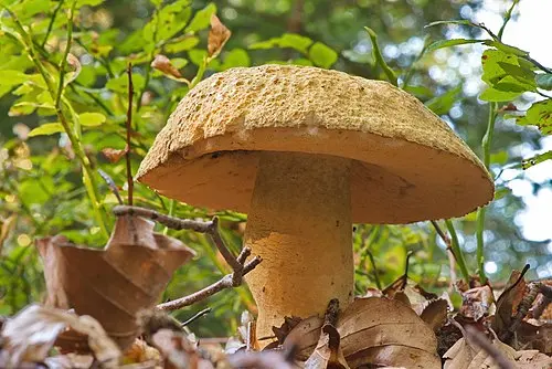 Cornflower Bolete