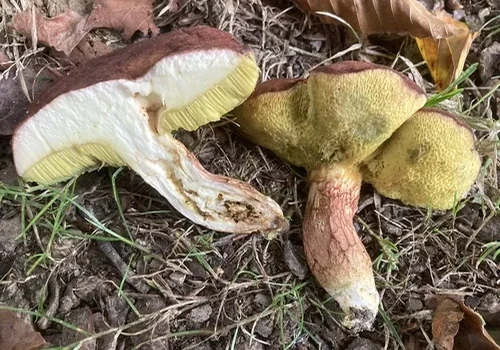 Poplar Bolete