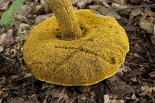 Another view of Ornate-stalked Bolete