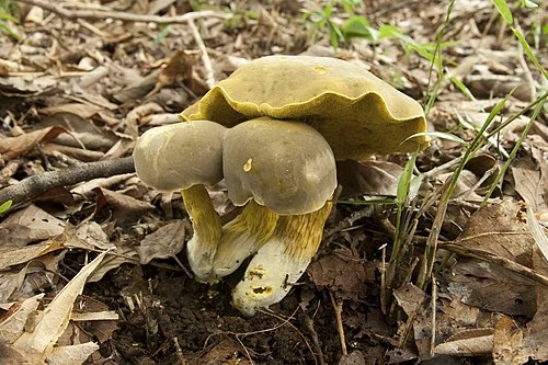Another view of Ornate-stalked Bolete