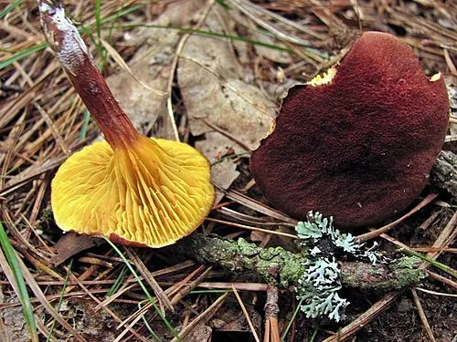 Golden Gilled Bolete