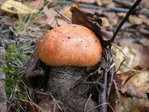 Another view of Orange Birch Bolete