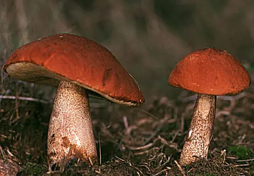 Orange Oak Bolete
