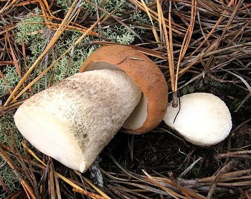 Another view of Orange Oak Bolete