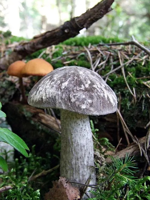 Mottled Bolete