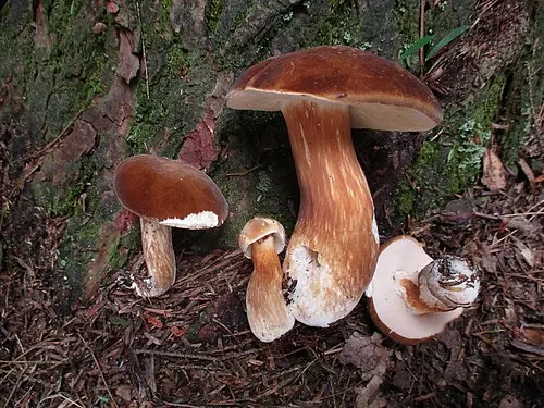 Spotted Bolete