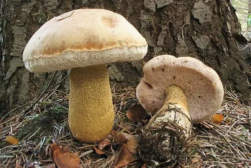 Bitter Bolete