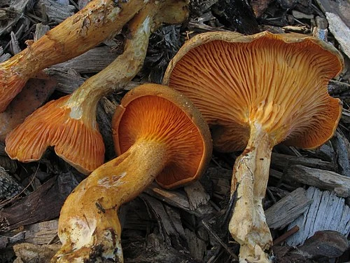 False Chanterelle