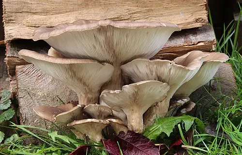 Oyster Mushroom
