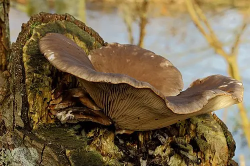 Another view of Oyster Mushroom
