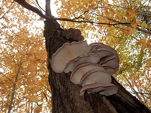 Another view of Oyster Mushroom