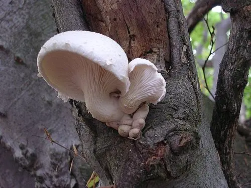 Veiled Oyster