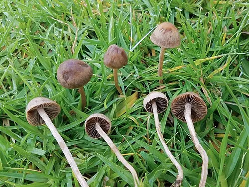 Mower's Mushroom
