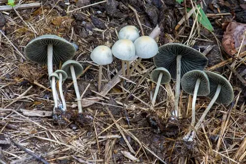 Blue Meanies (Panaeolus)