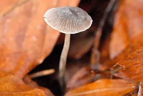 Snapping Bonnet