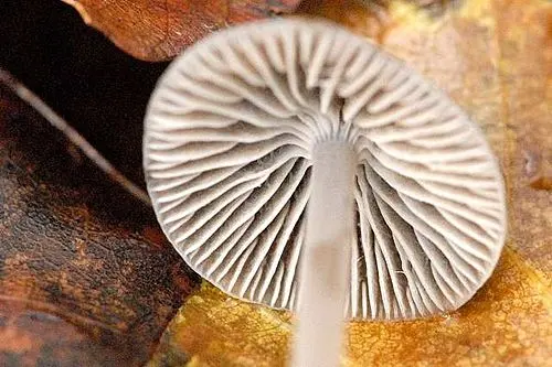 Another view of Snapping Bonnet