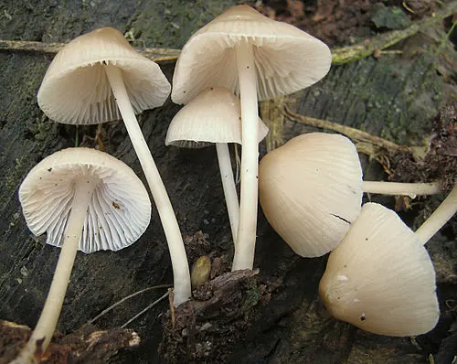 Another view of Common Bonnet