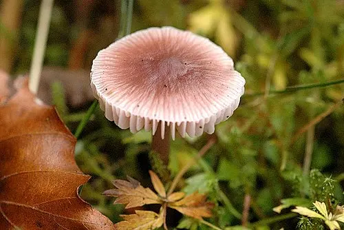 Lilac Bonnet
