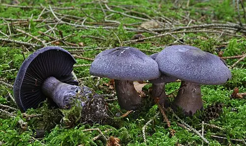 Another view of Violet Webcap