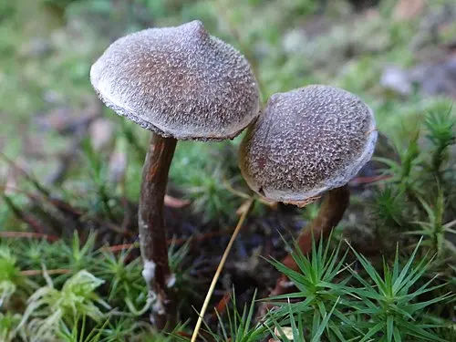 Frosty Webcap