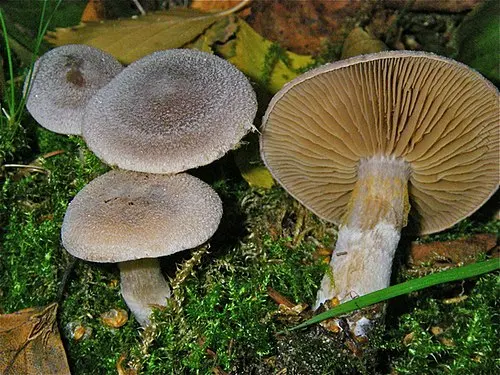 Another view of Frosty Webcap
