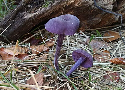 Another view of Amethyst Deceiver