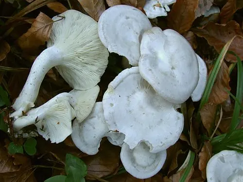Another view of Ivory Funnel