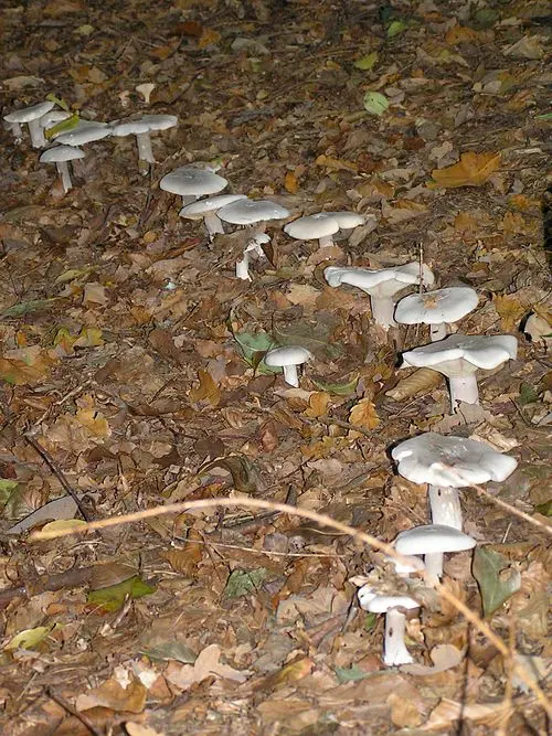 Another view of Clouded Funnel