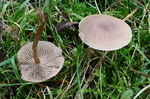 Another view of Fragrant Funnel