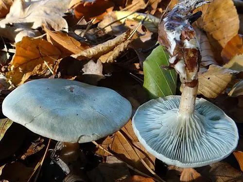 Aniseed Funnel