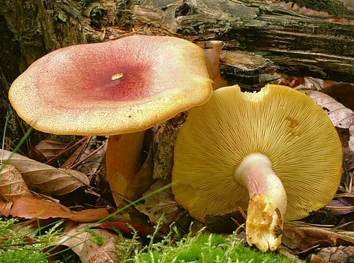 Another view of Plums and Custard