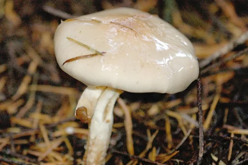 Poison Pie
