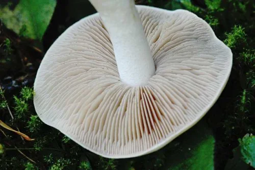 Another view of Poison Pie
